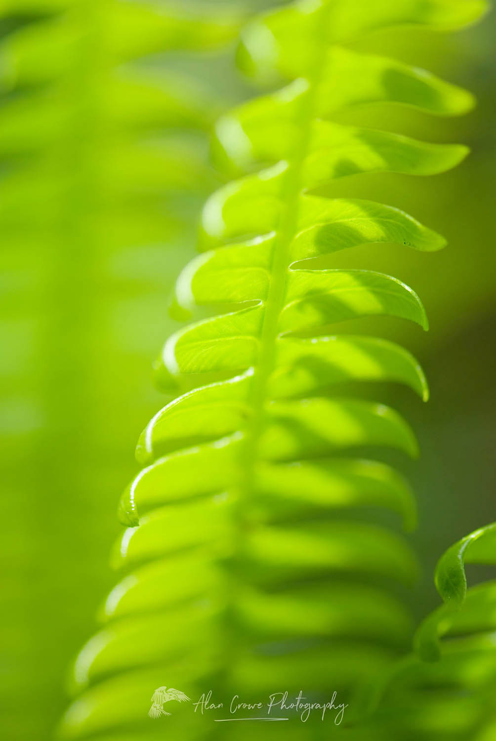 Deer Fern (Blechnum spicant) #13109