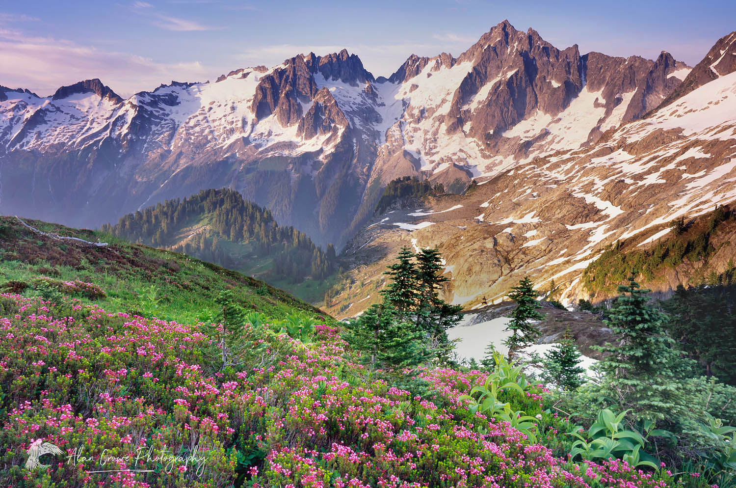 Eldorado Peak and meadows of pink mountain heather, North Cascades National Park Washington #4784