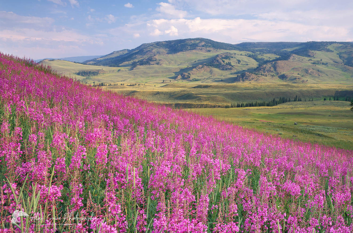 Meadows of fireweed, Lamar Valley Yellowstone National Park Wyoming #3993