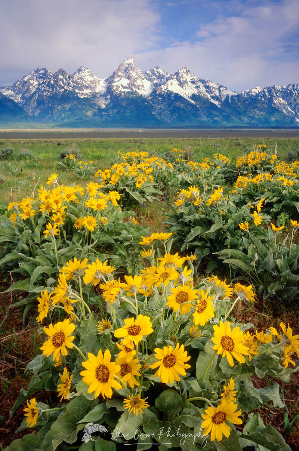 Meadows of Balsamroot, Grand Teton National Park, Wyoming #4399