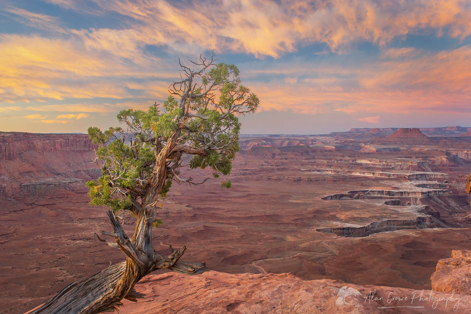 Juniper tree at rim of Green River Overlook, Canyonlands National Park Utah #27457