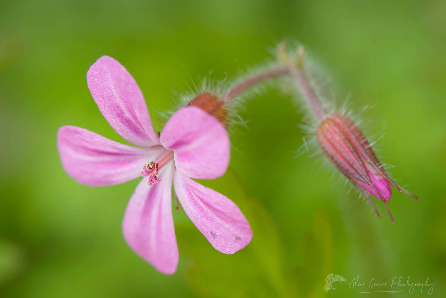 Herb Robert (Geranium robertianum) #16253