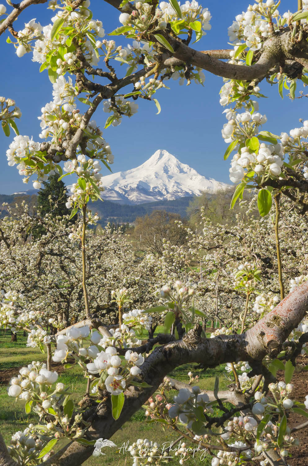 Fruit trees blooming in spring. Mount Hood, Cascade Range stratovolcano elevation 11,249 ft (3,429 m) is in the distance. Hood River Valley Orchards, Oregon #60108