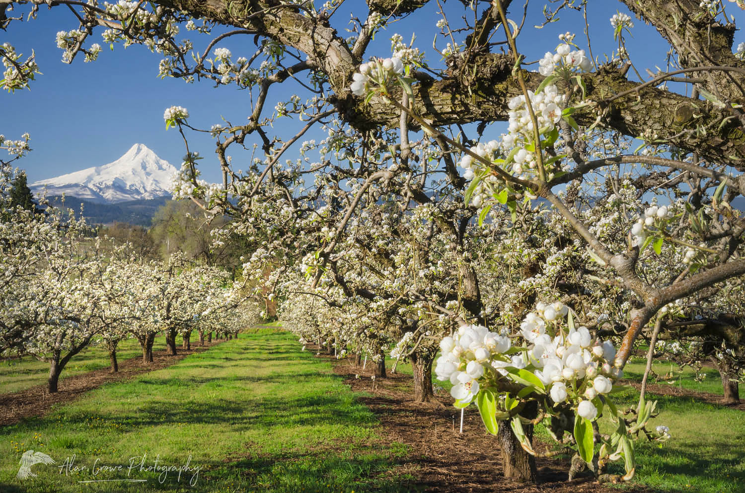 Fruit trees blooming in spring. Mount Hood, Cascade Range stratovolcano elevation 11,249 ft (3,429 m) is in the distance. Hood River Valley Orchards, Oregon #60117