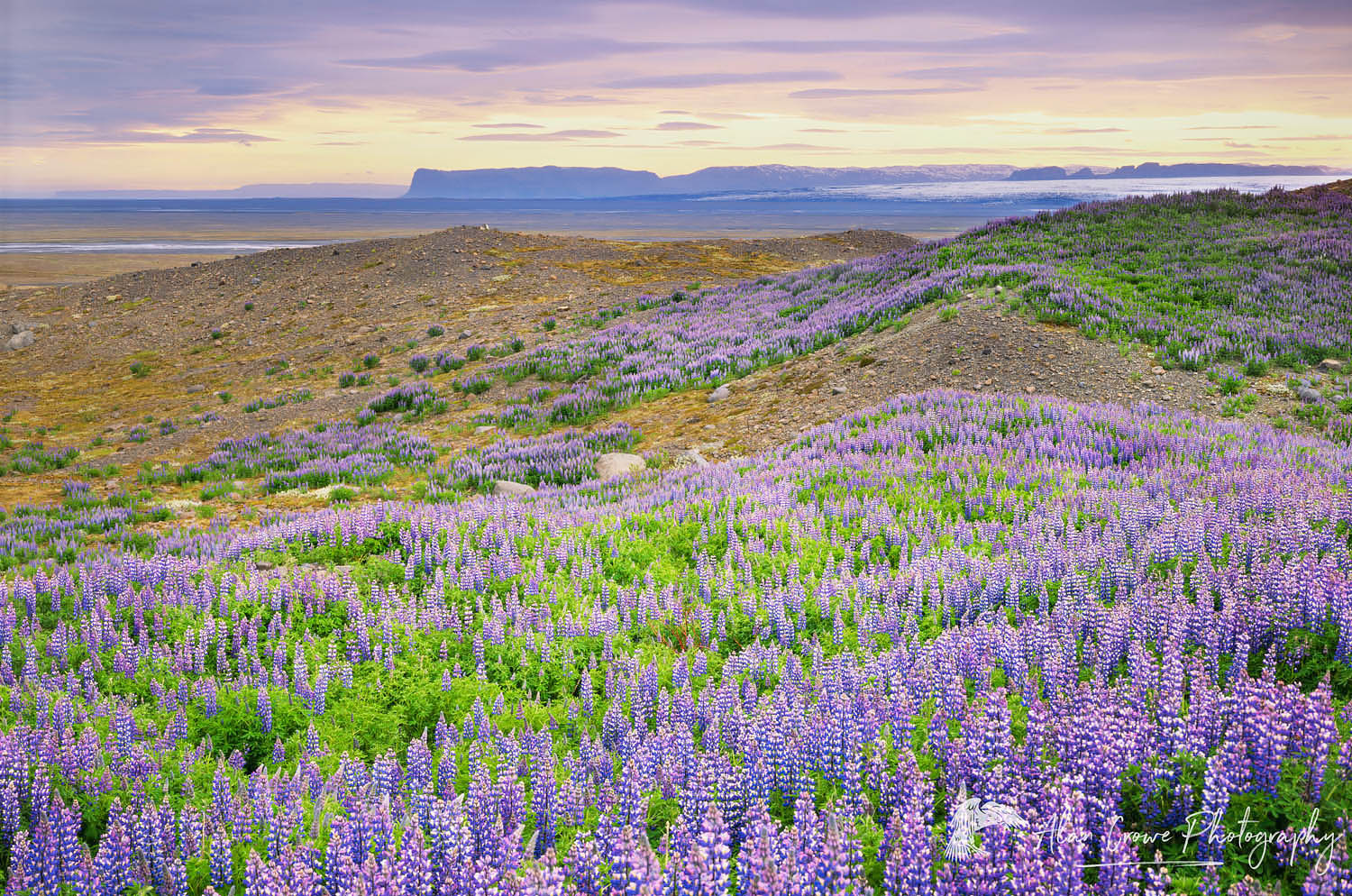 Fields of lupines growing on glacial moraines, Skaftafell National Park Iceland #5142