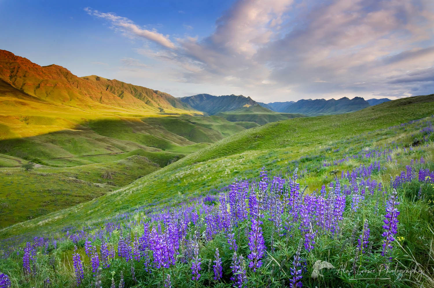 Blue lupines on the hills above the Imnaha River Canyon, Hells Canyon Recreation Area Oregon #45010