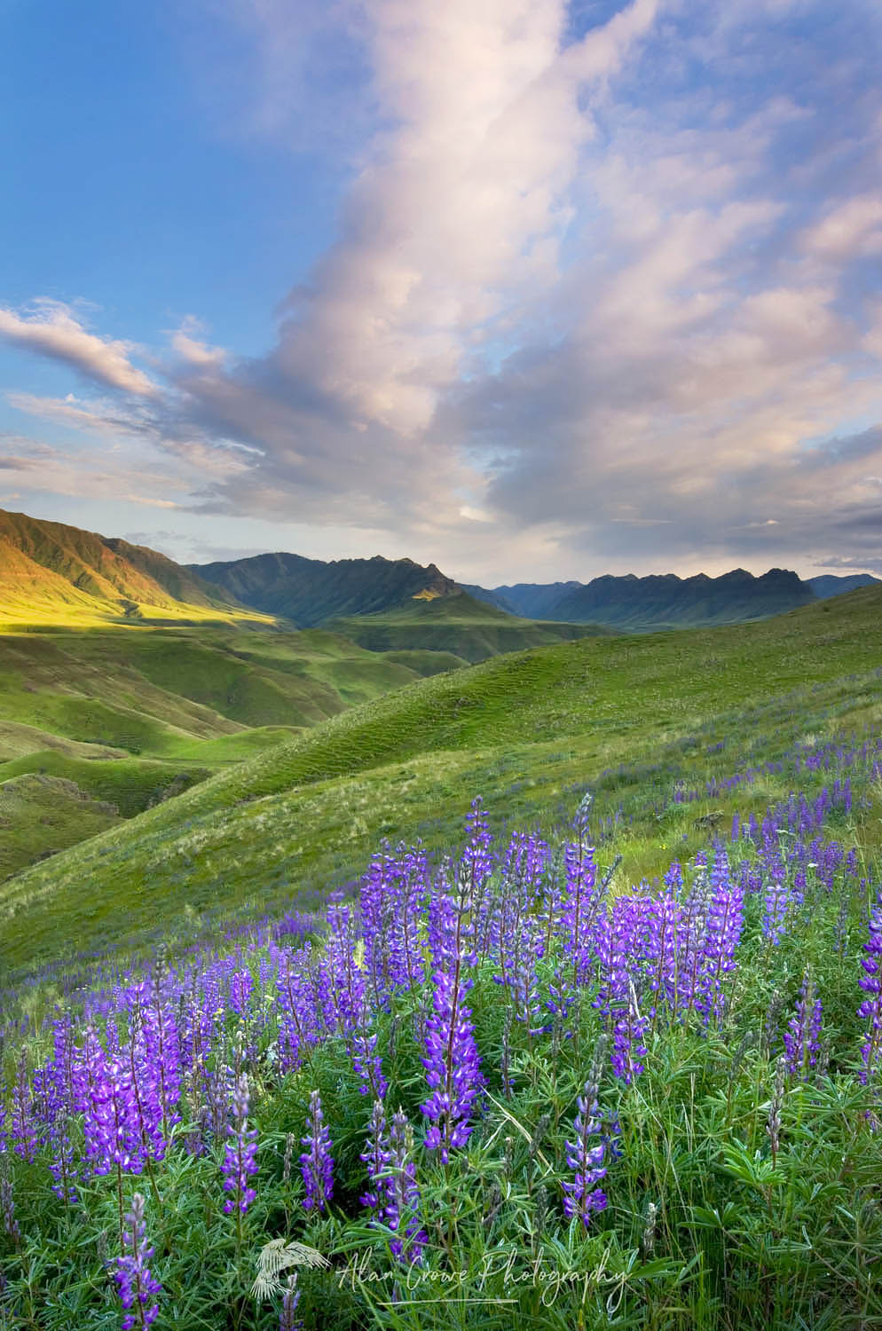 Blue lupines on the hills above the Imnaha River Canyon, Hells Canyon Recreation Area Oregon #45011