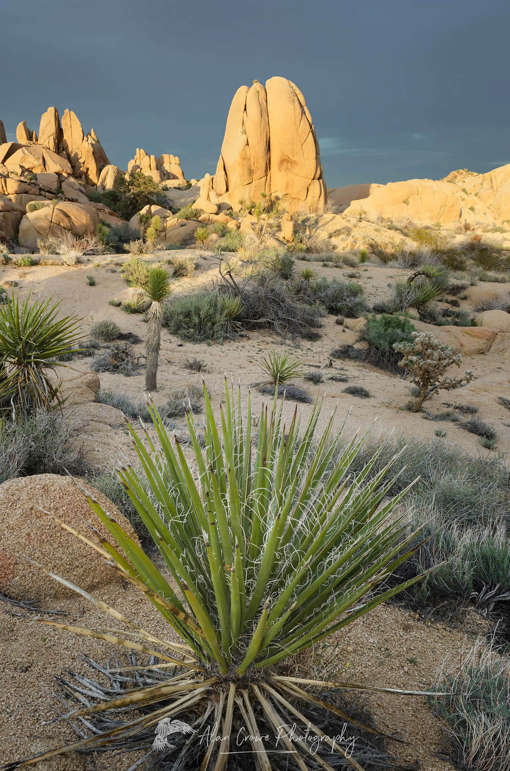 Yucca growing in Jumbo Rocks area of Joshua Tree National Park California #55183
