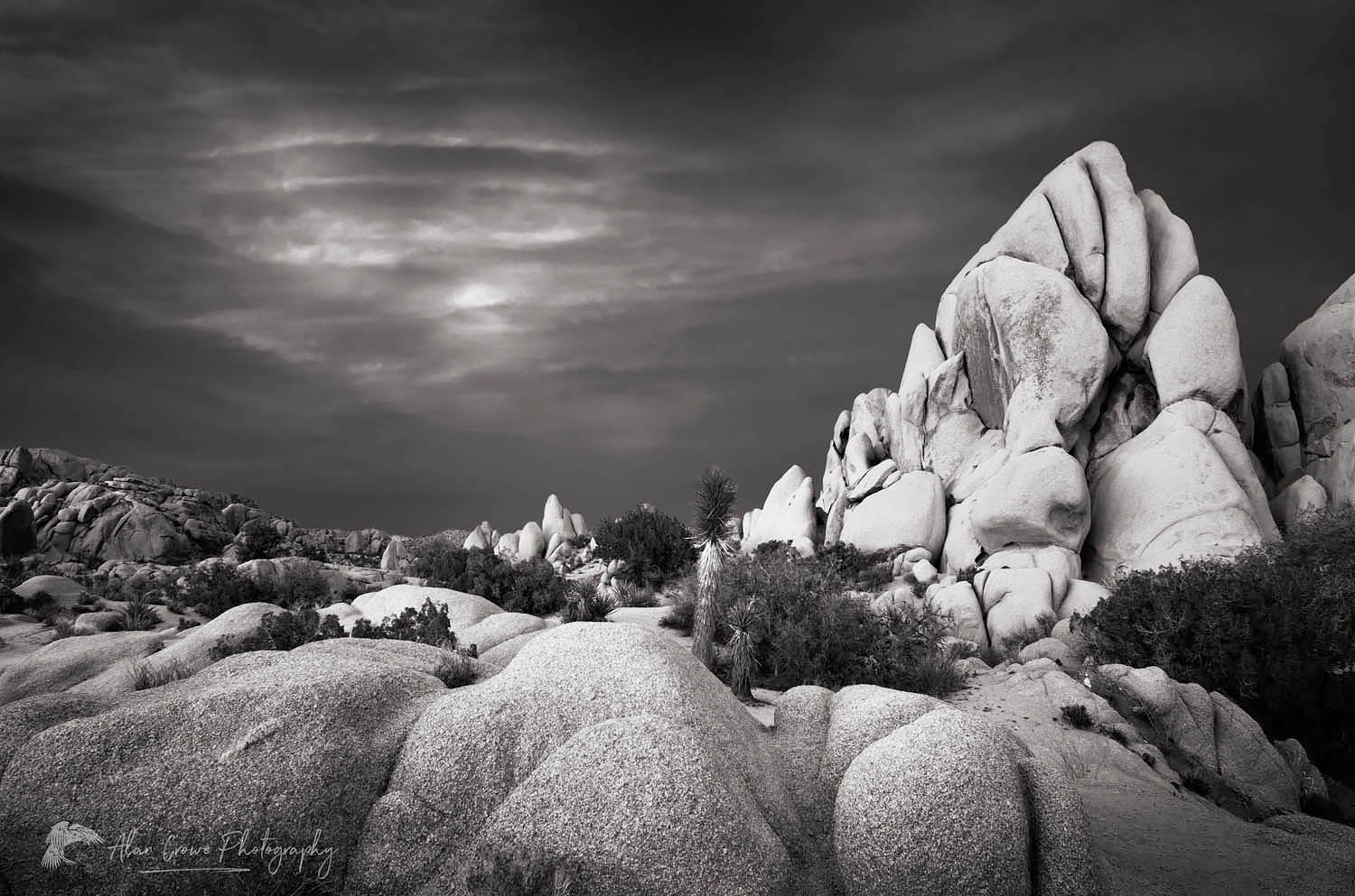 Jumbo Rocks area of Joshua Tree National Park California #55198bw