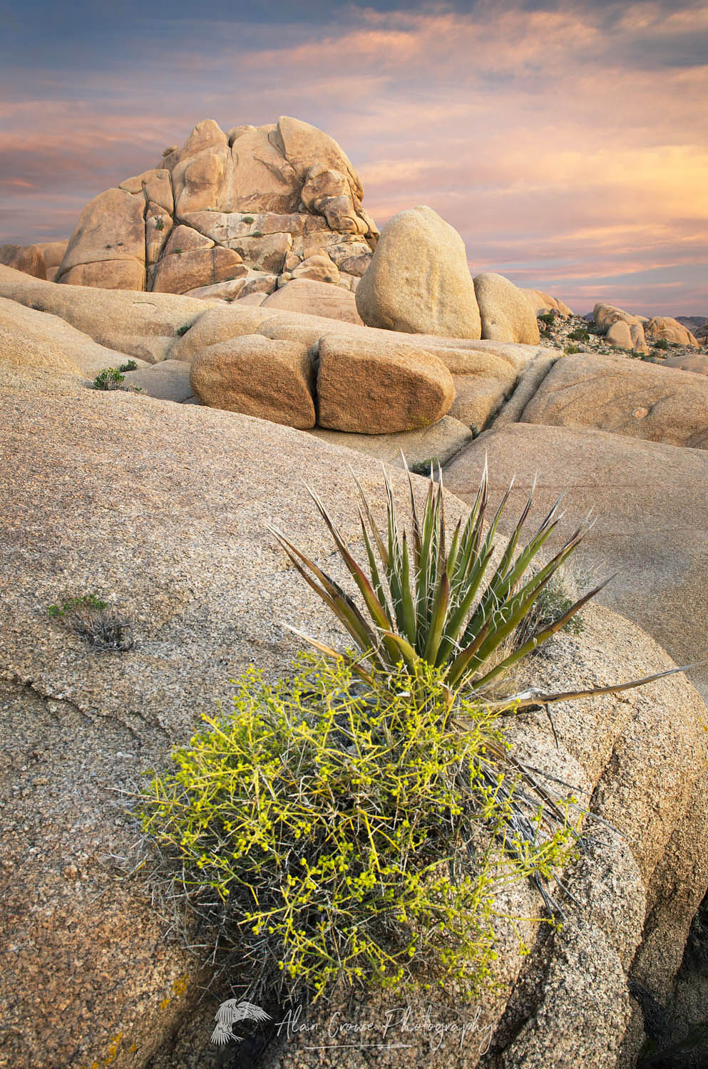 Jumbo Rocks area of Joshua Tree National Park California #55246