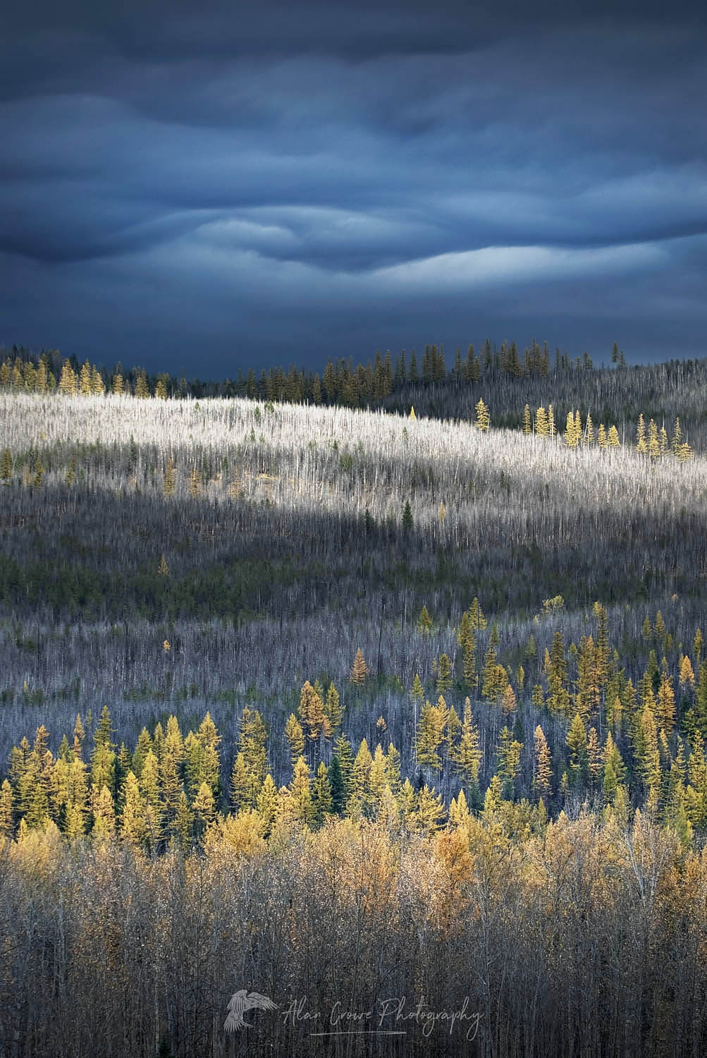 Partial burn forest, Flathead National Forest Montana 22032r