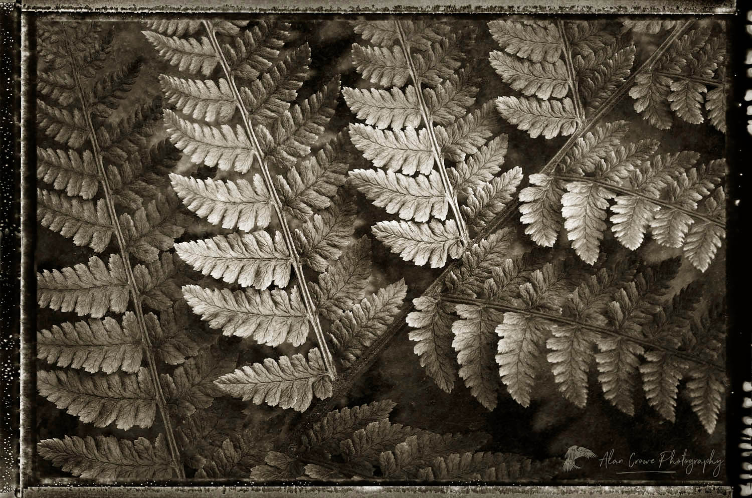 Lady Fern (Athyrium filix-femina) #62428bwp