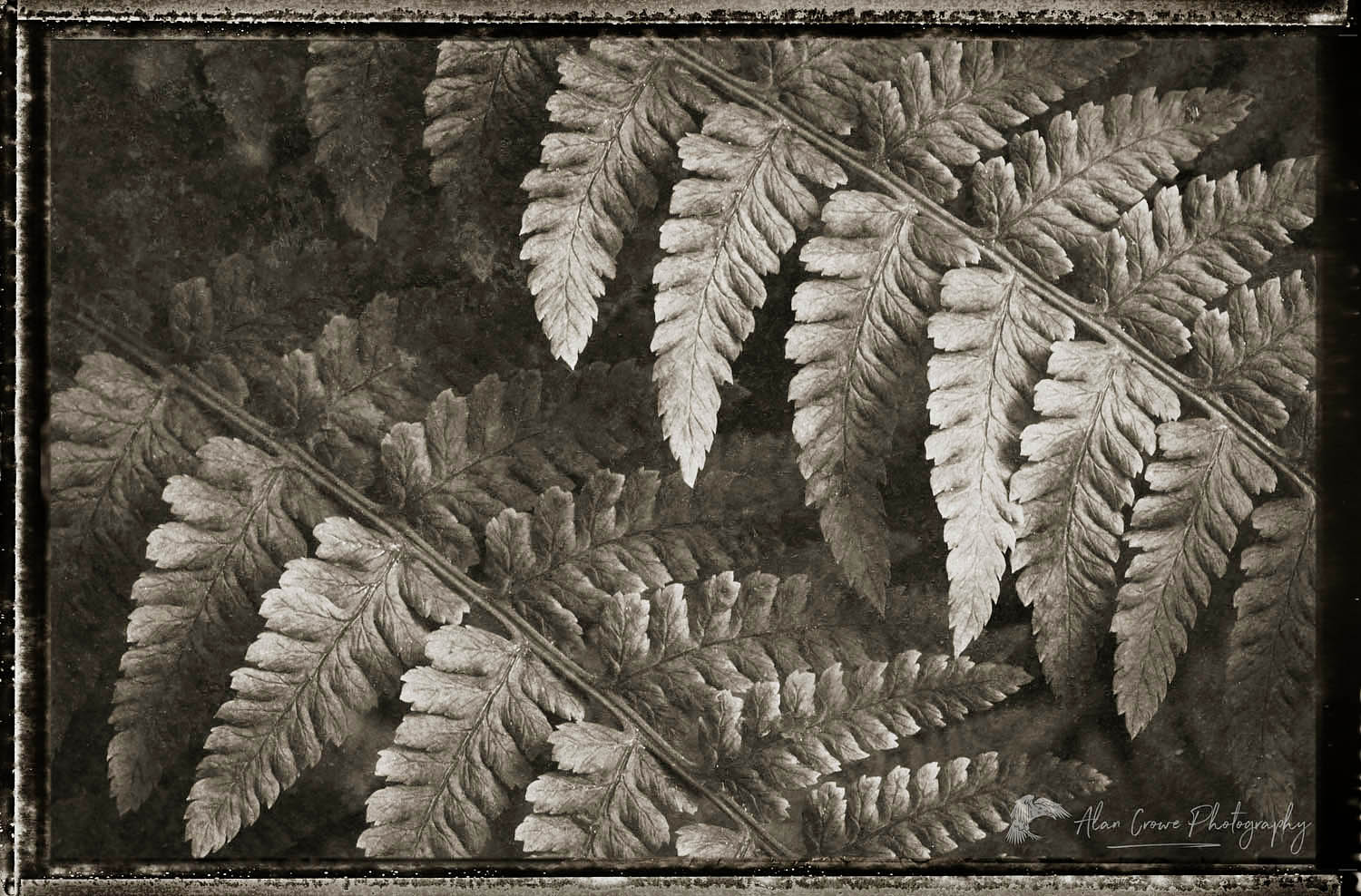 Lady Fern (Athyrium filix-femina) #62430bwp