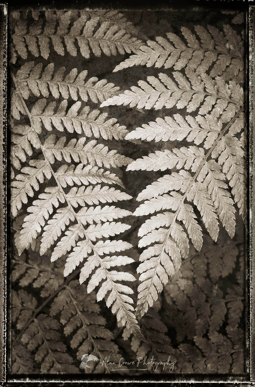 Lady Fern (Athyrium filix-femina) #62463bwp