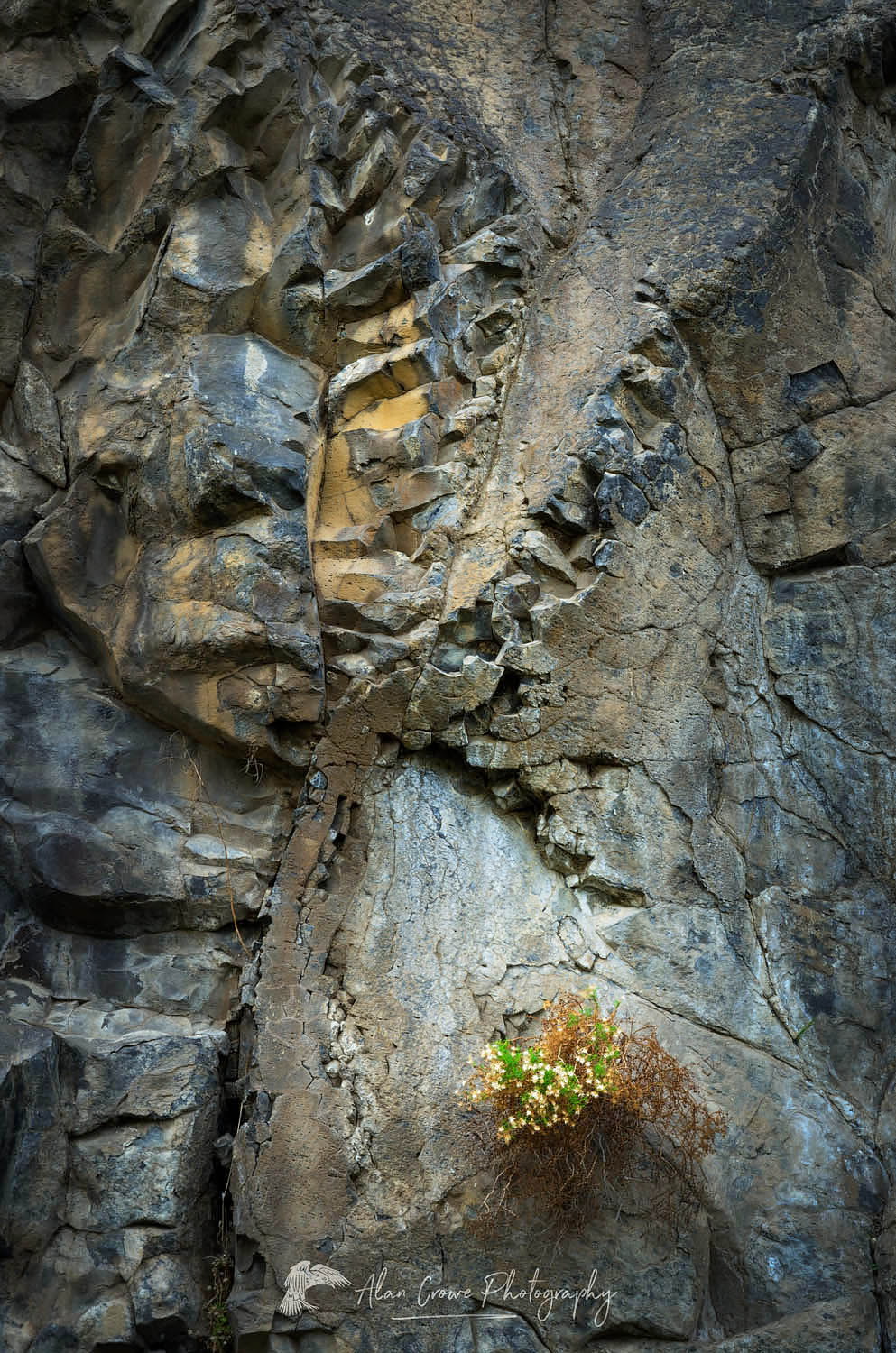Multi-colored lichens on basalt rock, Columbia Plateau, Oregon #59896