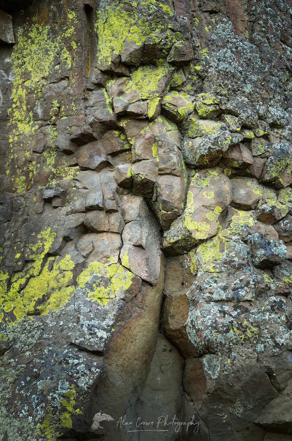 Multi-colored lichens on basalt rock, Columbia Plateau, Oregon #59897
