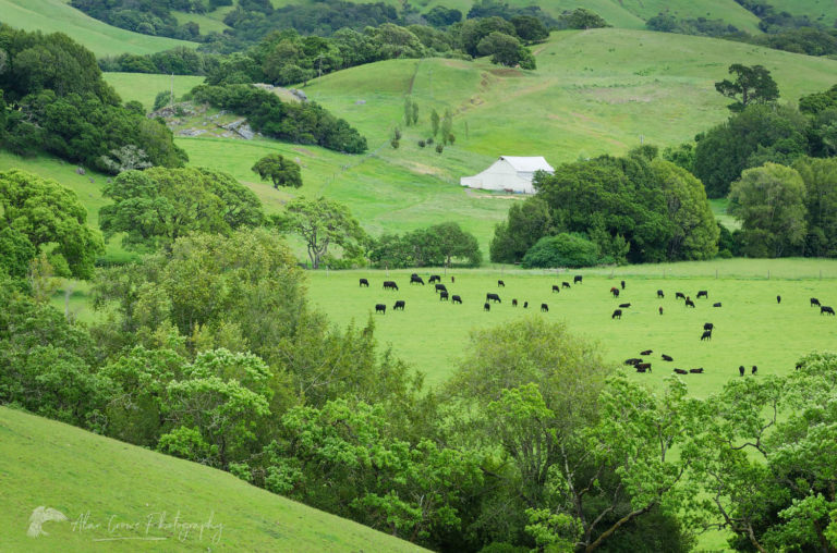 Marin County Cattle ranch California Alan Crowe Photography