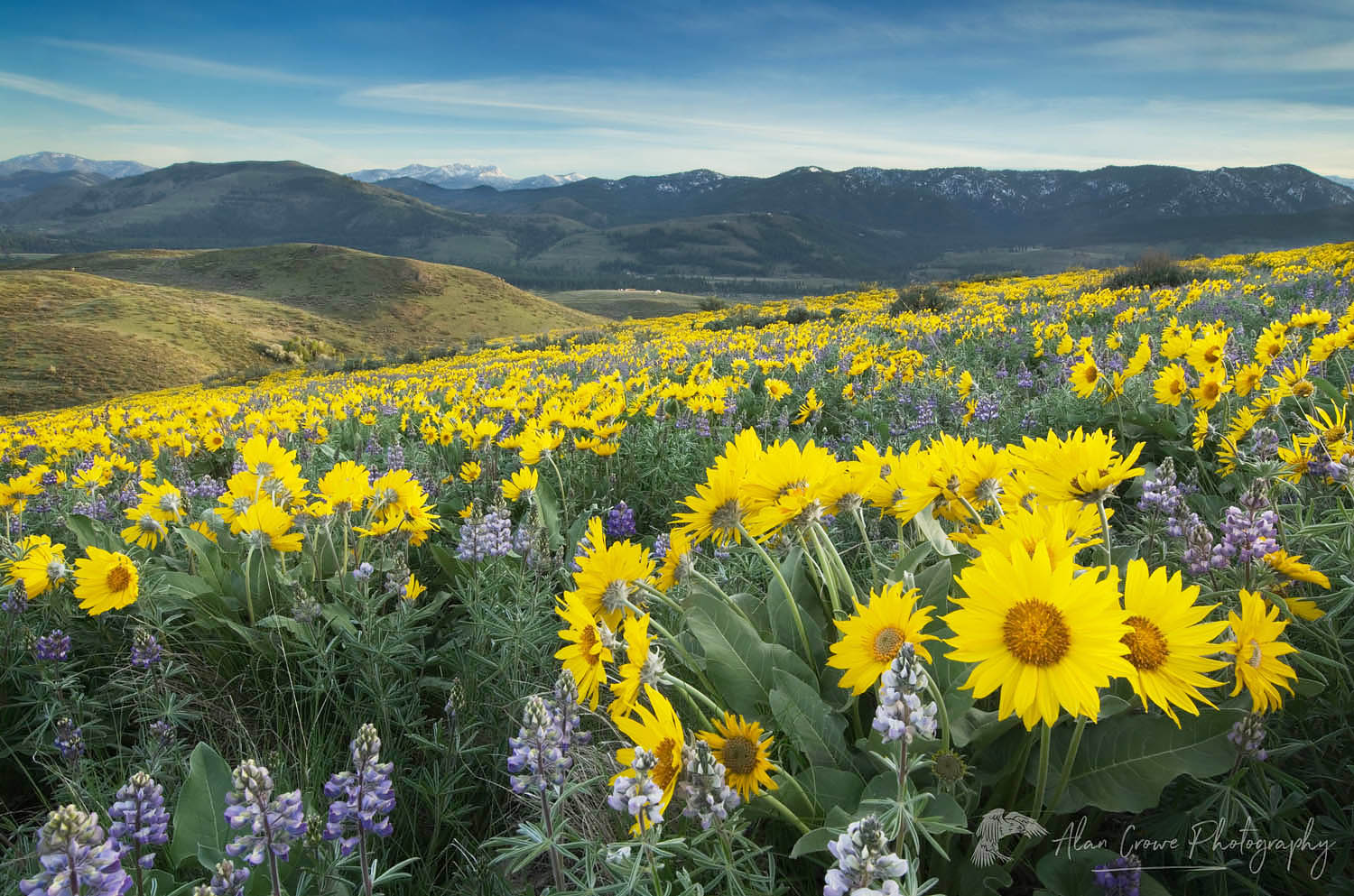 Methow Valley wildflowers, Balsamroot (Balsamorhiza deltoidea) and Lupines (Lupinus latifolius x sericeus var. latifolius), North Cascades Washington #53730
