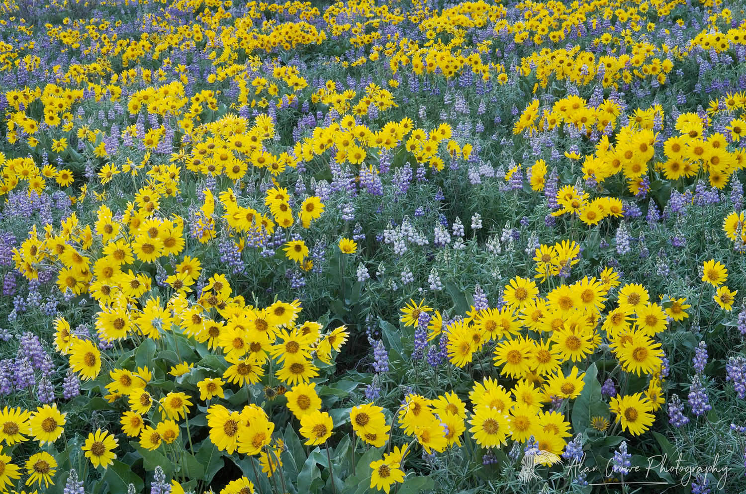 Methow Valley wildflowers, Balsamroot (Balsamorhiza deltoidea) and Lupines (Lupinus latifolius x sericeus var. latifolius), North Cascades Washington #53757