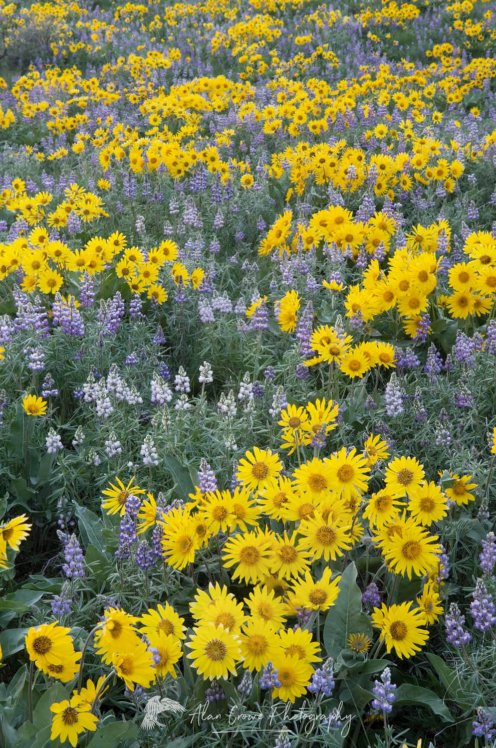 Methow Valley wildflowers, Balsamroot (Balsamorhiza deltoidea) and Lupines (Lupinus latifolius x sericeus var. latifolius), North Cascades Washington #53758