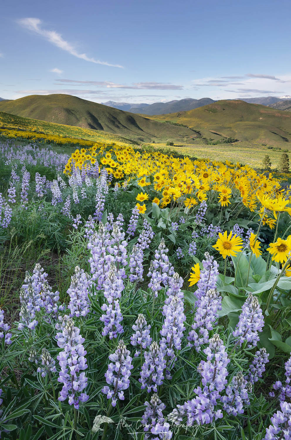 Methow Valley wildflowers, Balsamroot (Balsamorhiza deltoidea) and Lupines (Lupinus latifolius x sericeus var. latifolius), North Cascades Washington #57946