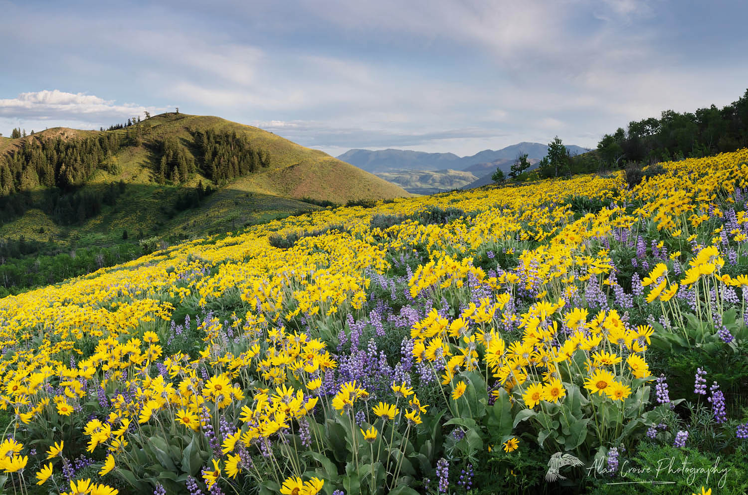Arrowleaf Balsamroot (Balsamorhiza sagittata) growing in meadows of the Methow Valley, North Cascades Washington #57978