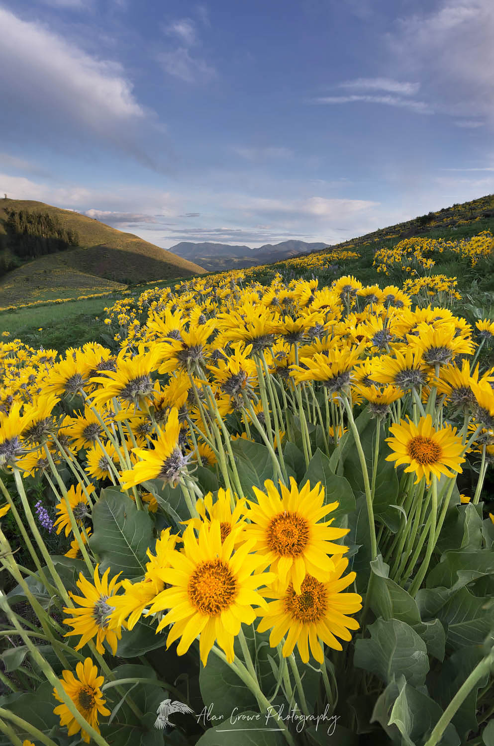 Arrowleaf Balsamroot (Balsamorhiza sagittata) growing in meadows of the Methow Valley, North Cascades Washington #57997
