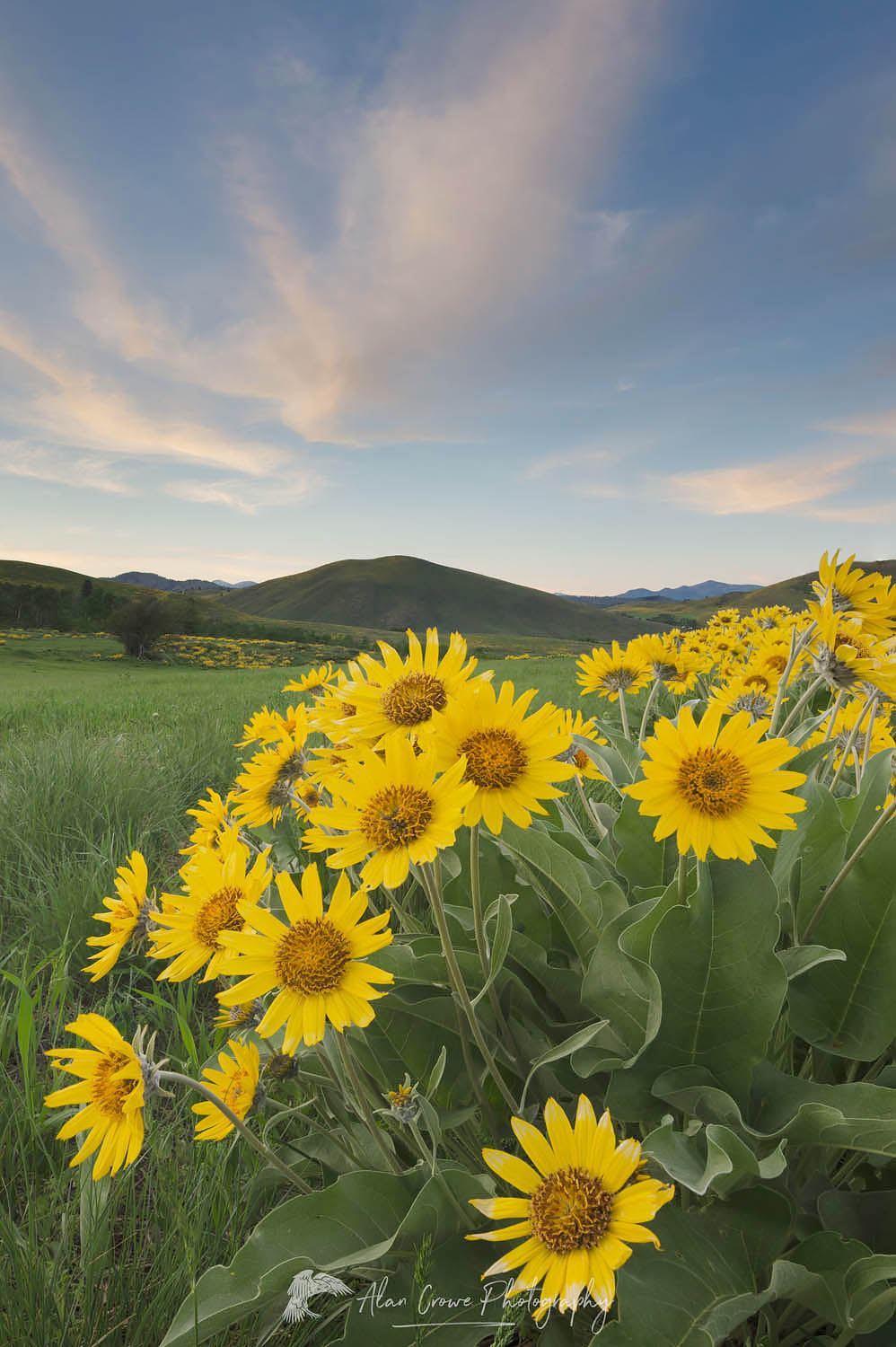 Arrowleaf Balsamroot (Balsamorhiza sagittata) growing in meadows of the Methow Valley, North Cascades Washington #58024