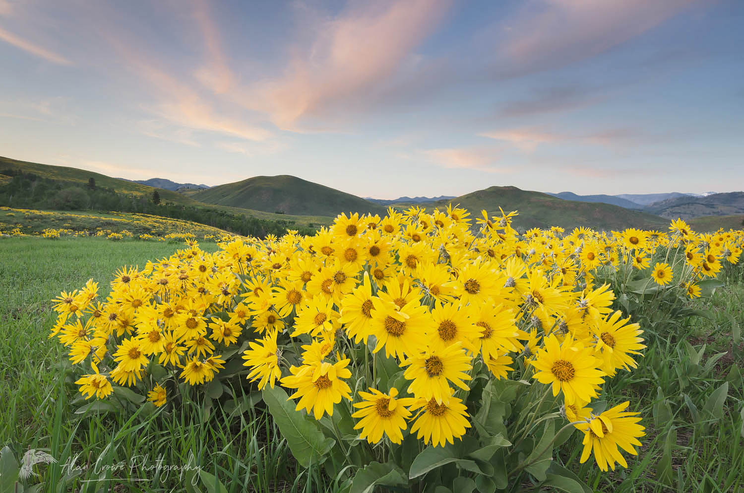 Arrowleaf Balsamroot (Balsamorhiza sagittata) growing in meadows of the Methow Valley, North Cascades Washington #58031