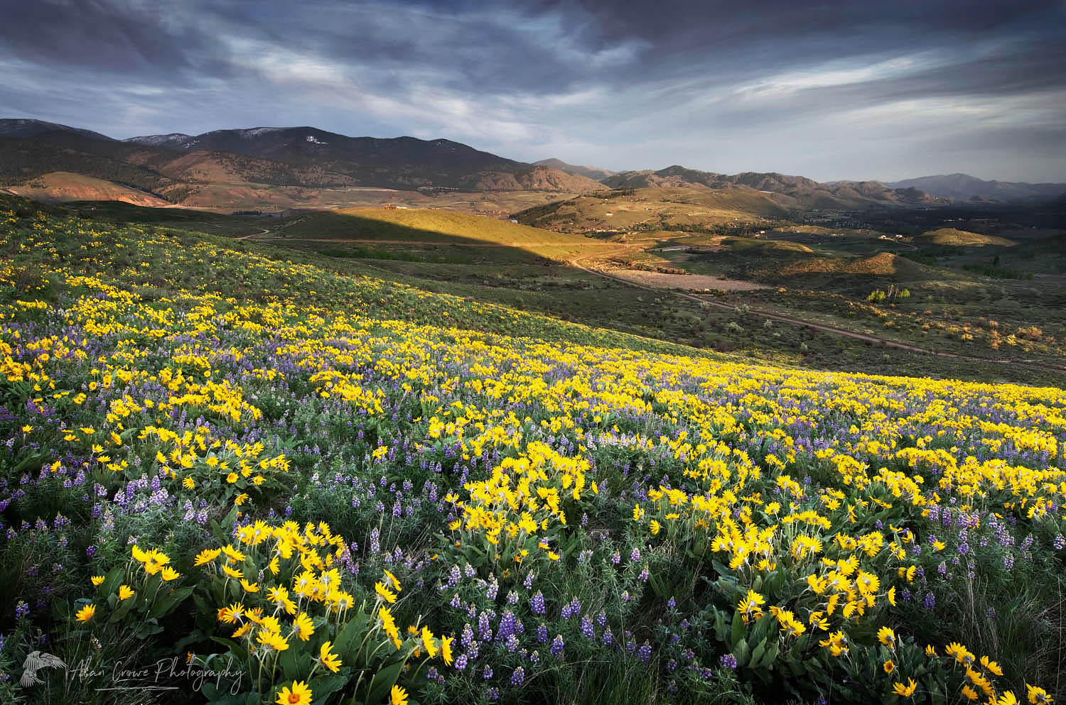 Methow Valley wildflowers, North Cascades Washington #53744r