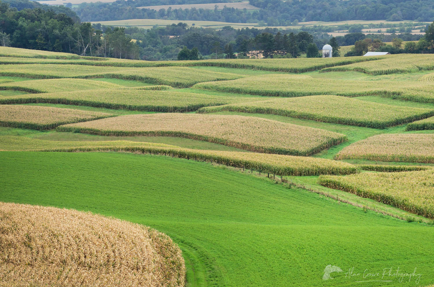 Rolling farmlands with patchwork fields of corn. Southeast Minnesota #58424