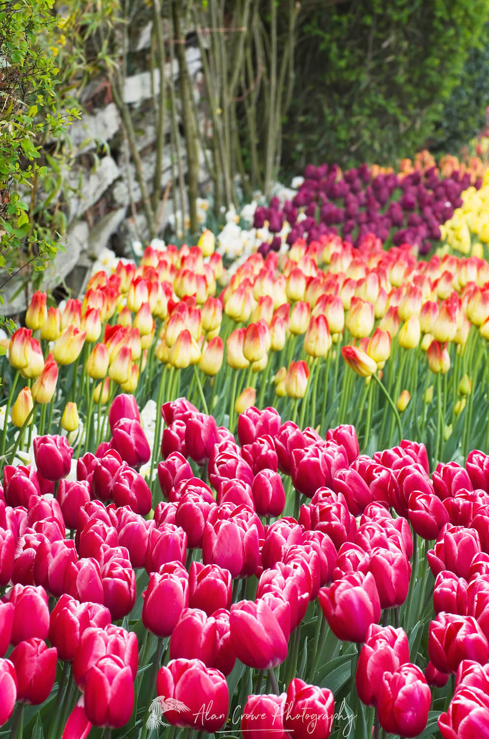 Mixed tulips in Roozengaarde Display Gardens, Skagit Valley Washington #50767