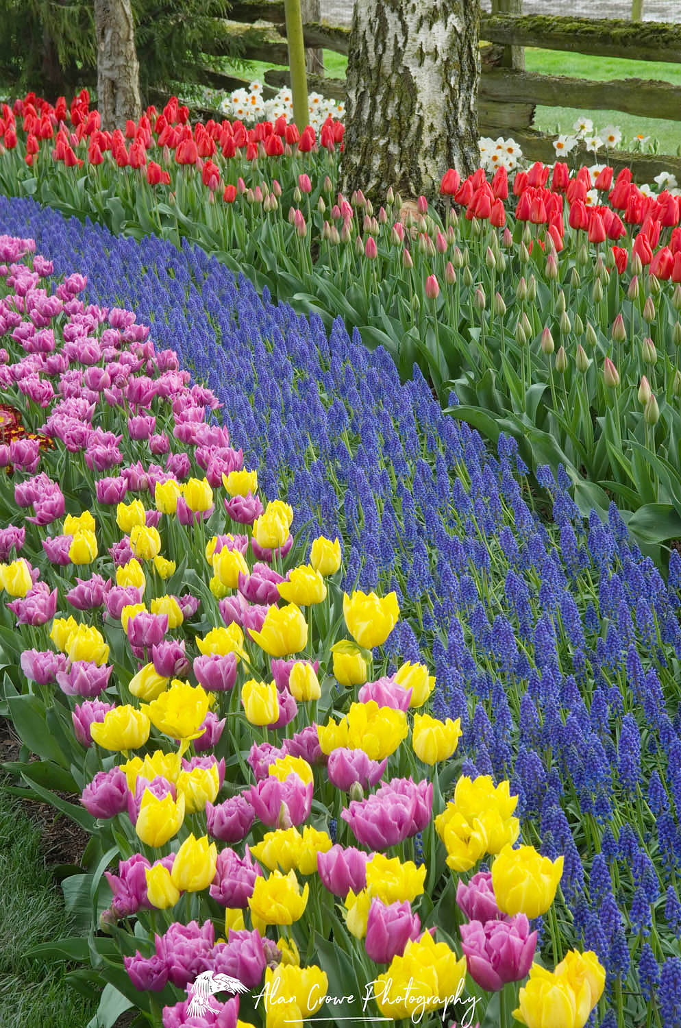Mixed tulips and hyacinths in Roozengaarde Display Gardens, Skagit Valley Washington #50784