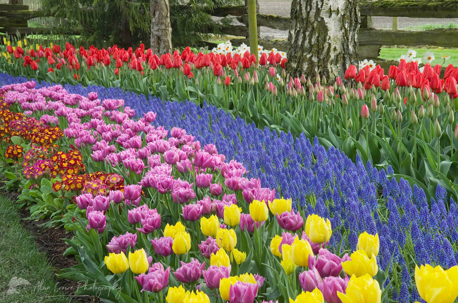 Mixed tulips and hyacinths in Roozengaarde Display Gardens, Skagit Valley Washington #50785