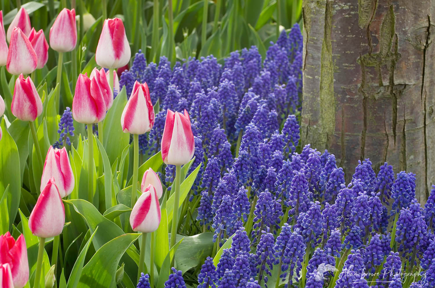 Mixed tulips and hyacinths in Roozengaarde Display Gardens, Skagit Valley Washington #50795
