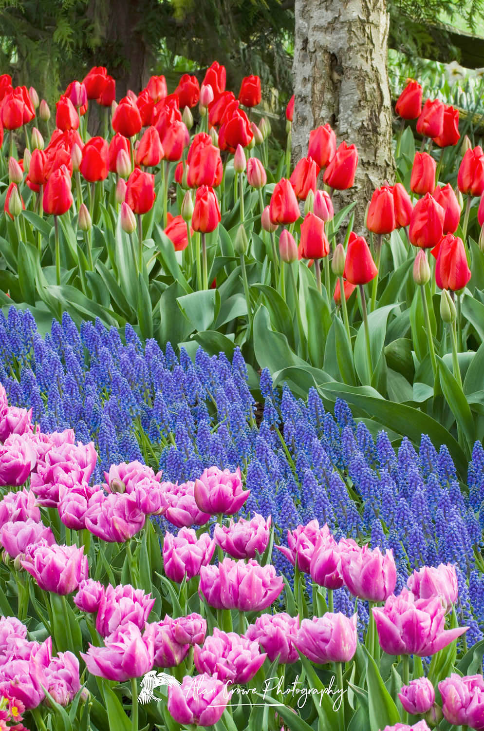 Mixed tulips and hyacinths in Roozengaarde Display Gardens, Skagit Valley Washington #50809