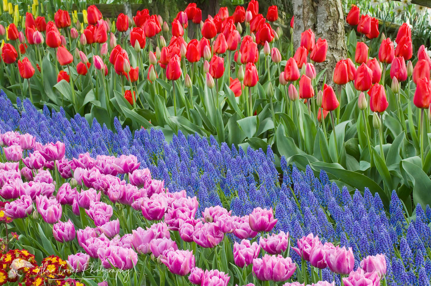 Mixed tulips and hyacinths in Roozengaarde Display Gardens, Skagit Valley Washington #50810