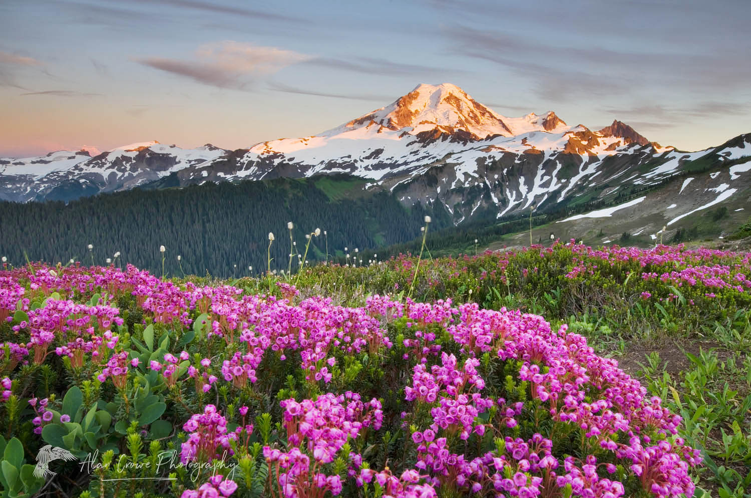 Mount Baker seen from wildflowers meadows on Skyline Divide, Mount Baker Wilderness North Cascades Washington #54242