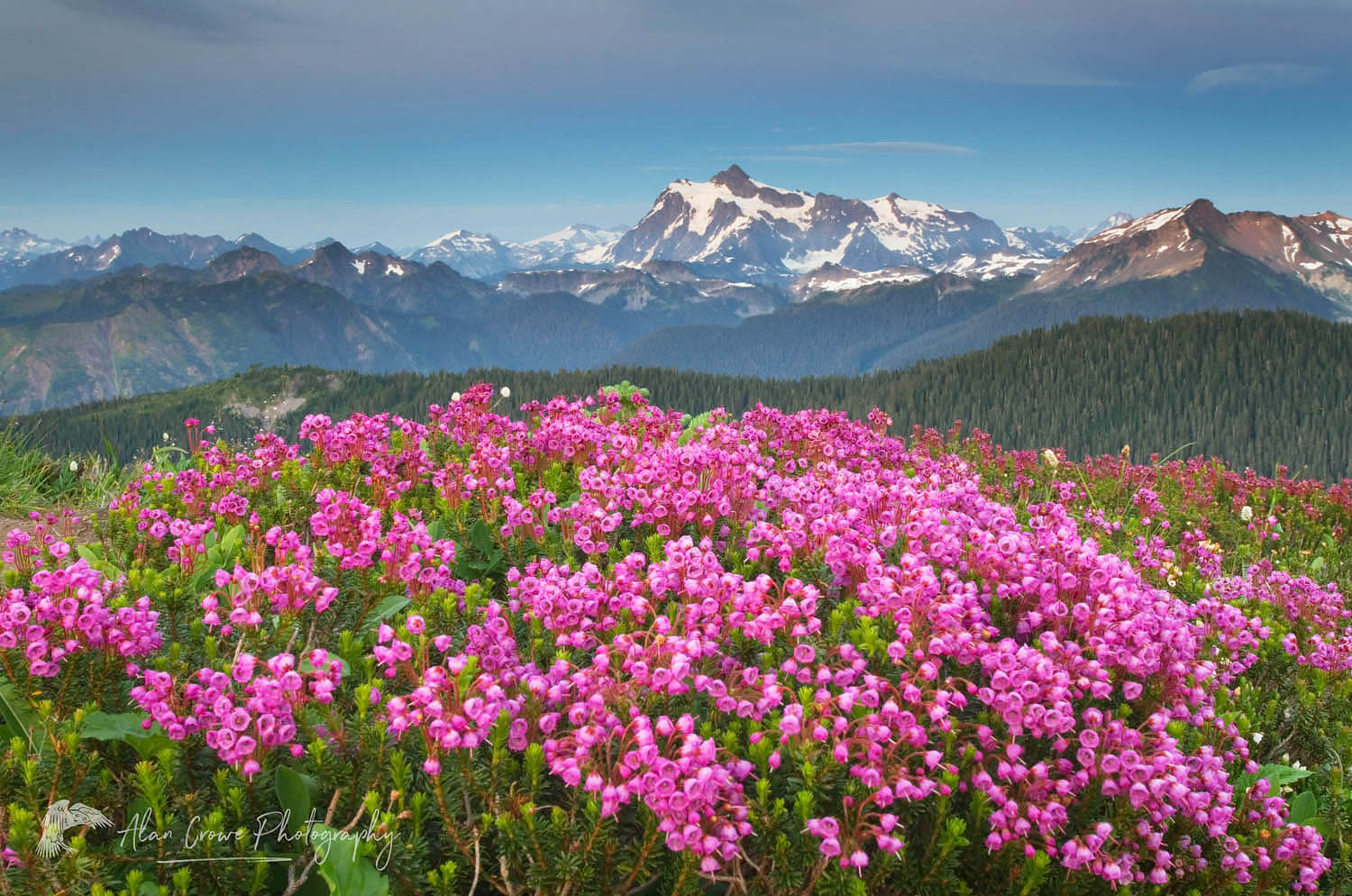 Mount Shuksan seen from Wildflowers meadows on Skyline Divide, Mount Baker Wilderness North Cascades Washington #54249