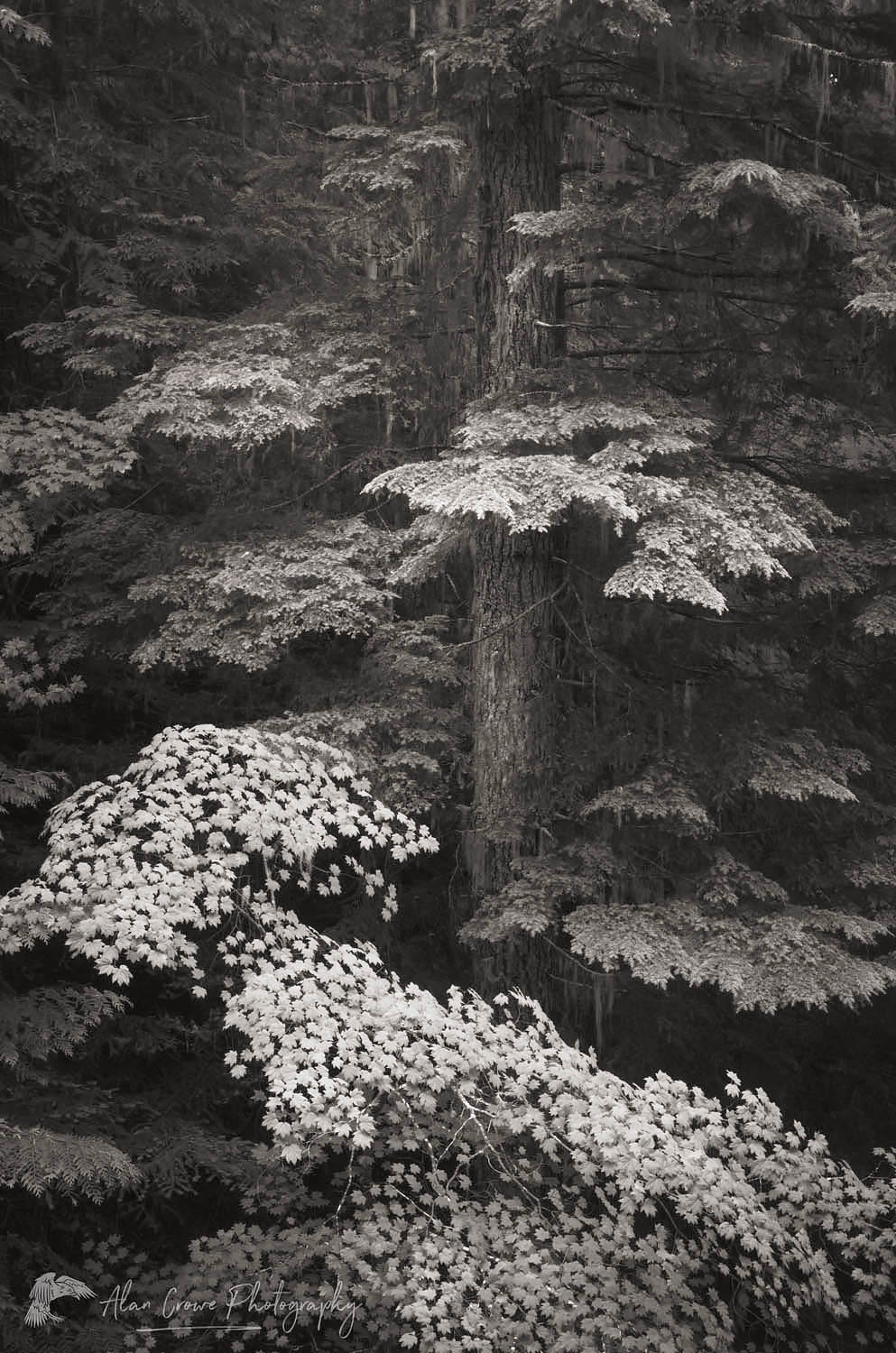 Old Growth Forest, Glacier Peak Wilderness North Cascades Washington #58194bw