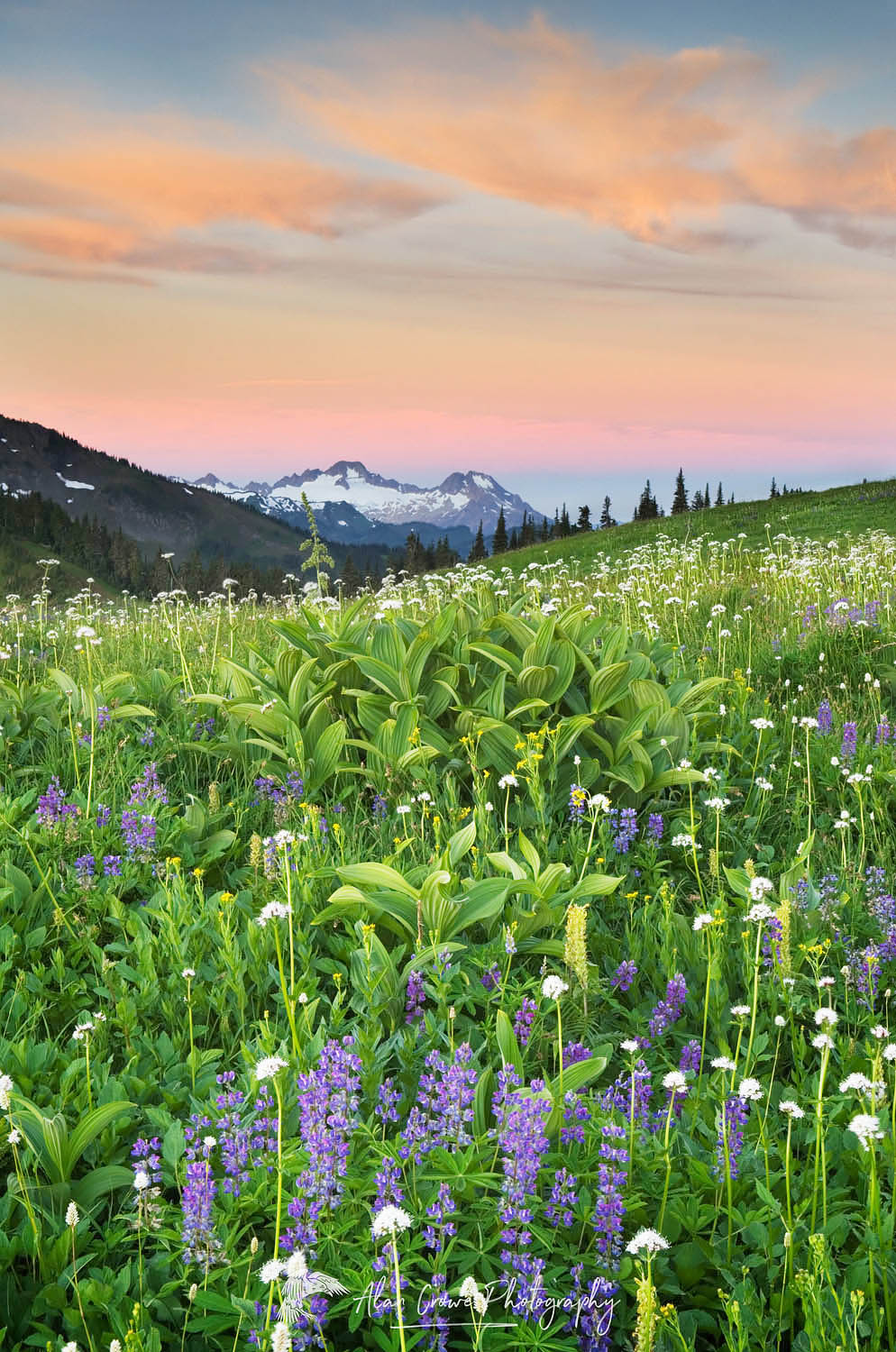 Dawn over the Twin Sisters Range seen from wildflower meadows of Skyline Divide, Mount Baker Wilderness, Washington #53329