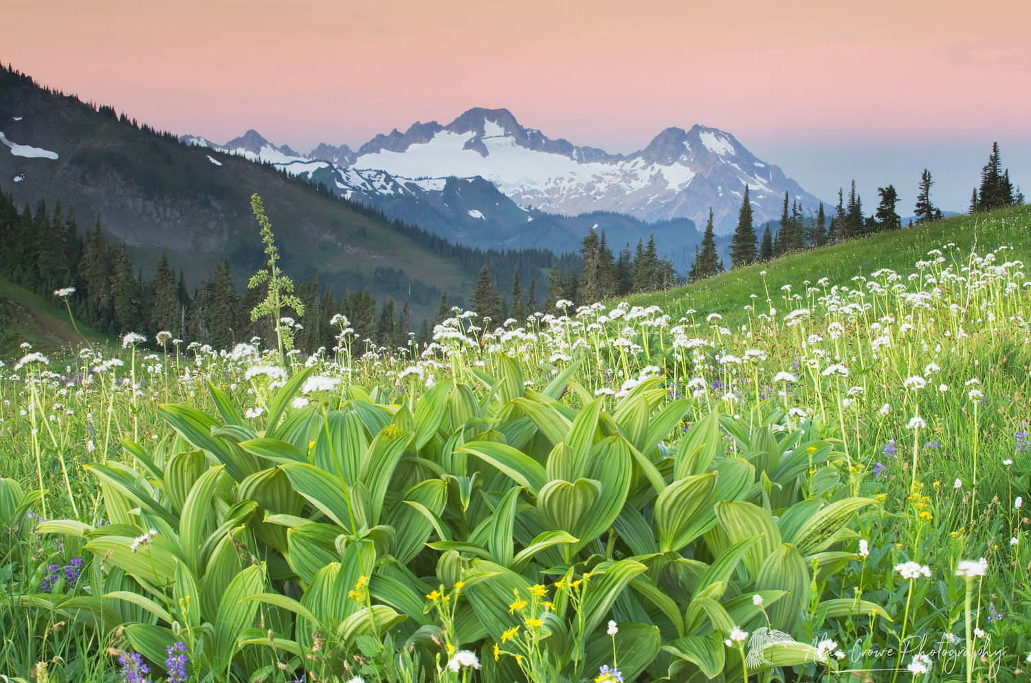 Dawn over the Twin Sisters Range seen from wildflower meadows of Skyline Divide, Mount Baker Wilderness, Washington #53331