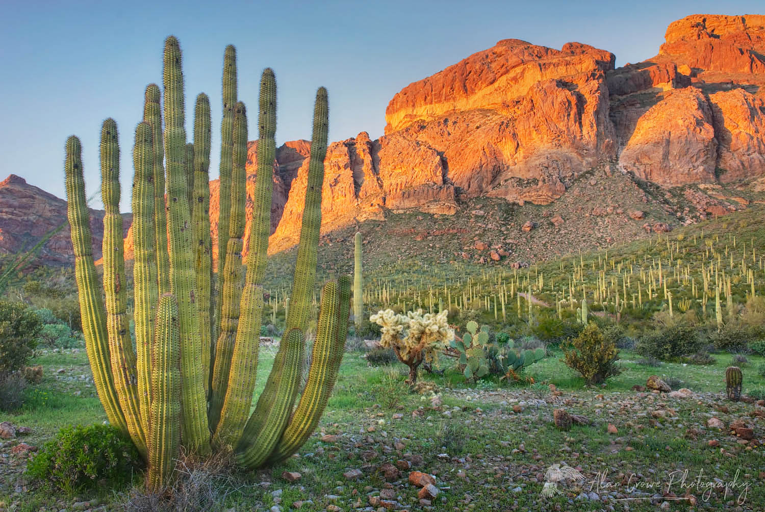 Organ Pipe Cactus (Stenocereus thurberi), Organ Pipe Cactus National Monument Arizona #35158
