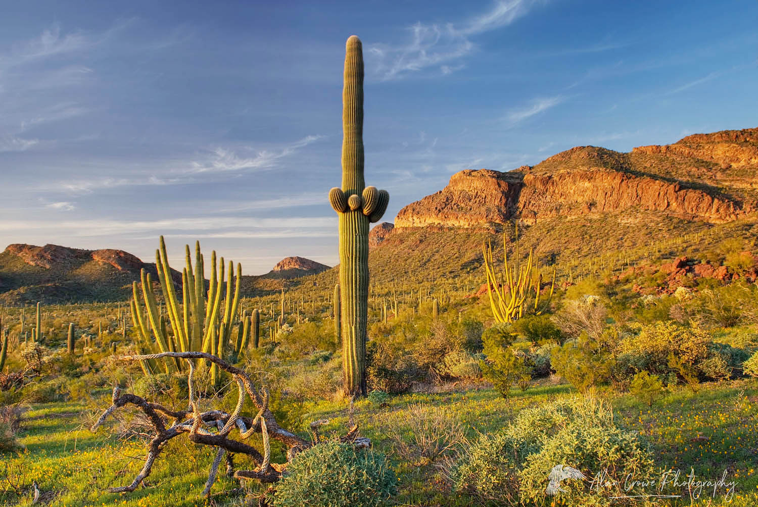 Saguaro Cactus (Carnegiea gigantea) standing amidst fields of yellow Mexican Poppies, Organ Pipe Cactus National Monument Arizona #35409