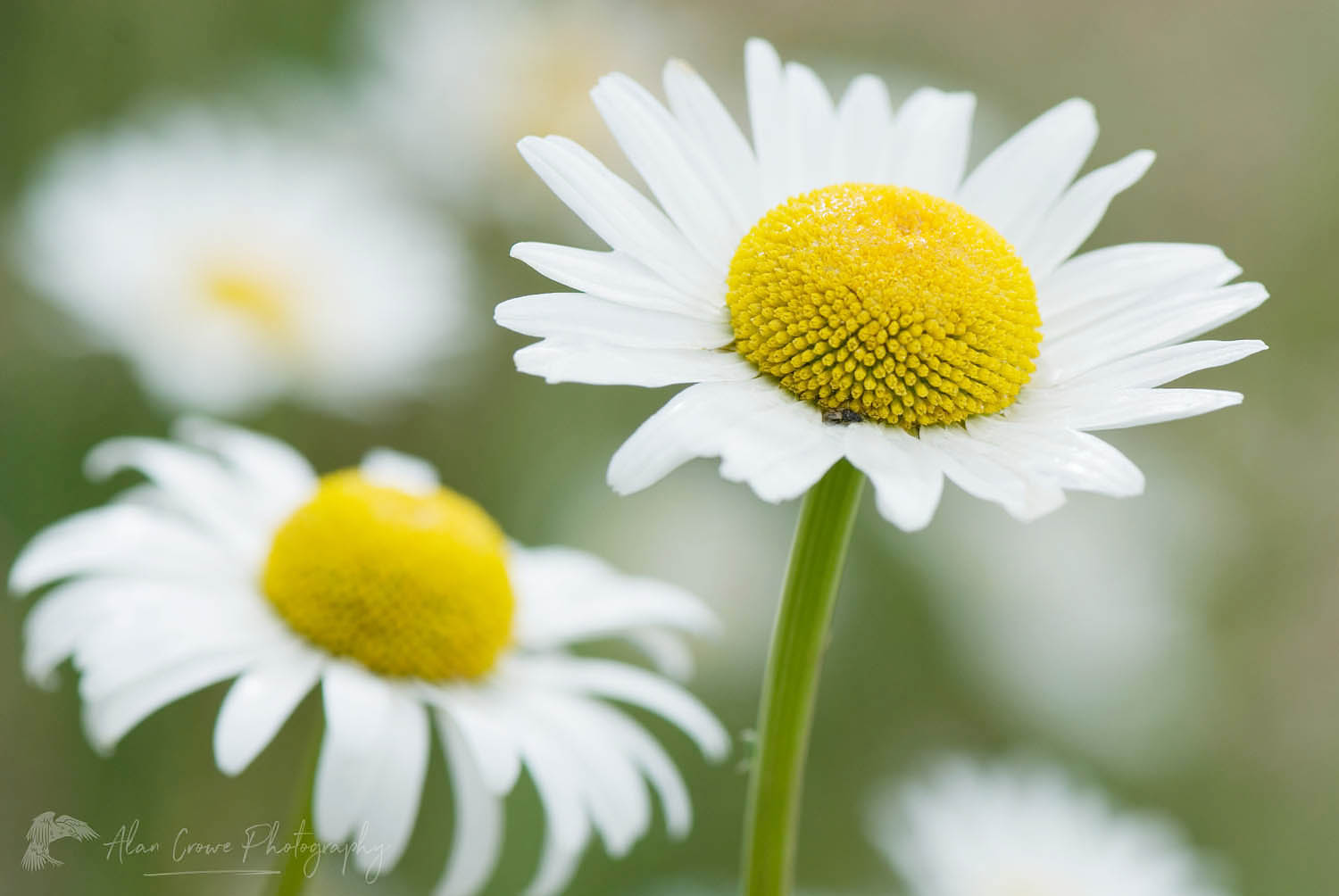 Oxeye Daisy (Chrysanthemum leucanthemum) #13126