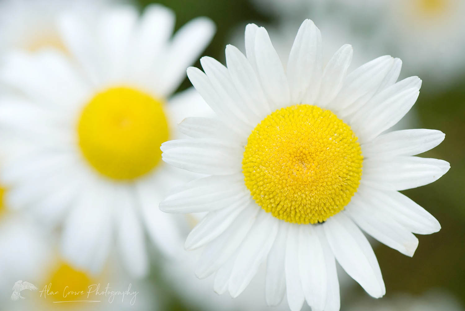 Oxeye Daisy (Chrysanthemum leucanthemum) #13130