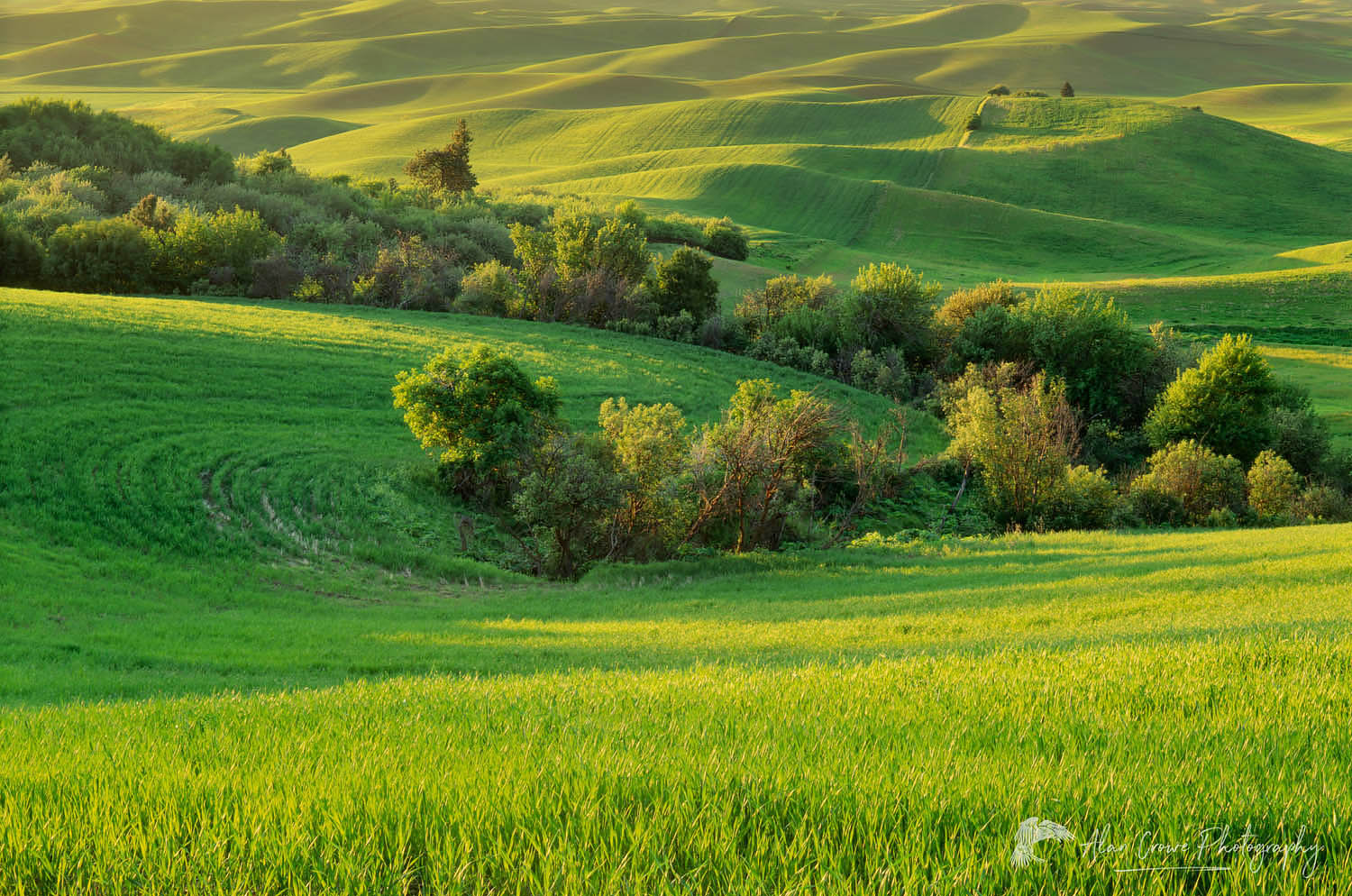 Wheatfields in evening light, The Palouse Washington #3874