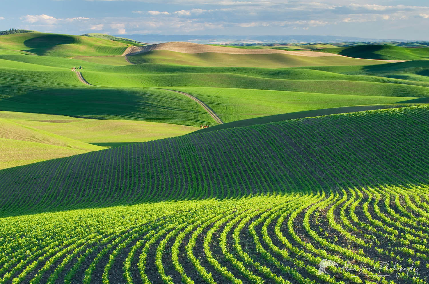 Rolling hills of green wheat fields in the Palouse region of the Inland Empire of Washington #51517