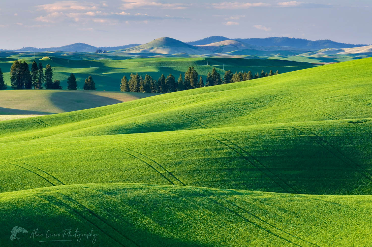 Rolling hills of green wheat fields in the Palouse region of the Inland Empire of Washington #51530