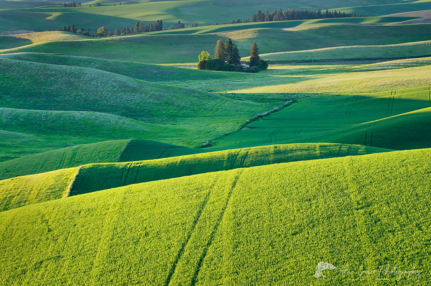 Rolling hills of green wheat fields in the Palouse region of the Inland Empire of Washington #51536